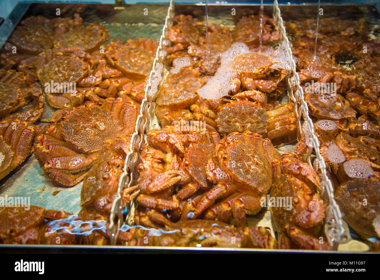 Live, kegani granchi pelosi o crine granchi, nel contenitore di acqua essendo venduto in giapponese mercato fresco in Otaru, Hokkaido, Giappone Foto Stock