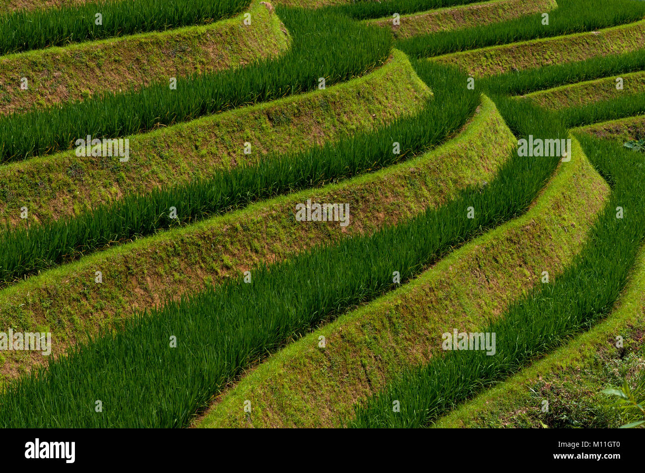 Dettaglio della bella Longsheng terrazze di riso nella provincia del Guangxi in Cina; Concetto per i viaggi in Cina Foto Stock