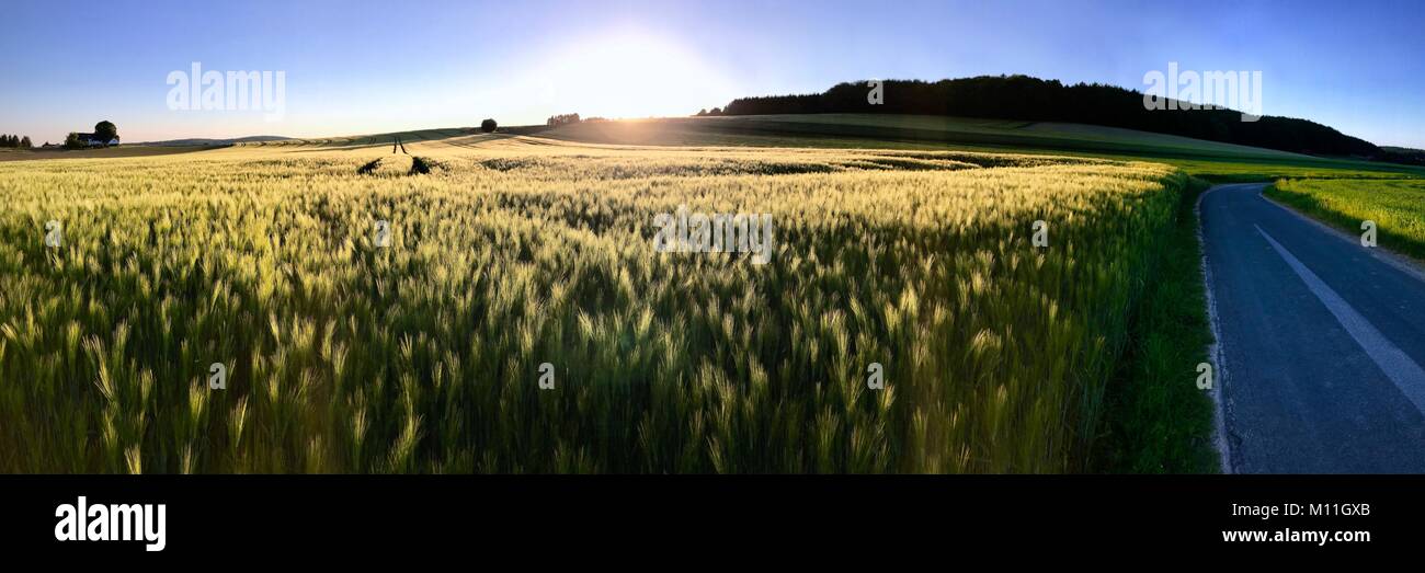 Le tracce del veicolo su un campo di grano al tramonto con un colorato di rosa sky Foto Stock