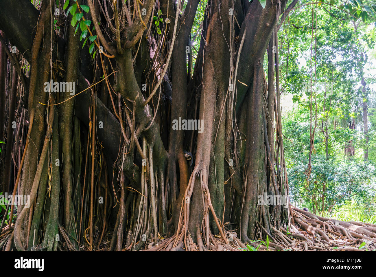 Imponente foresta pluviale tropicale di albero in Brasile Foto Stock