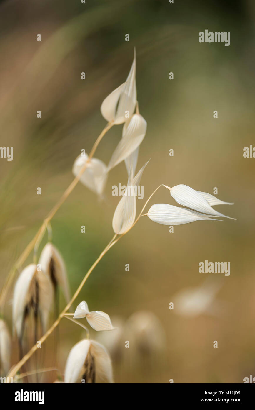 Chiudere l immagine di erba secca fiore. Vento Foto Stock