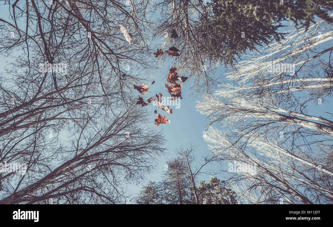 Grandi foglie che cadono dalla struttura ad albero Foto Stock