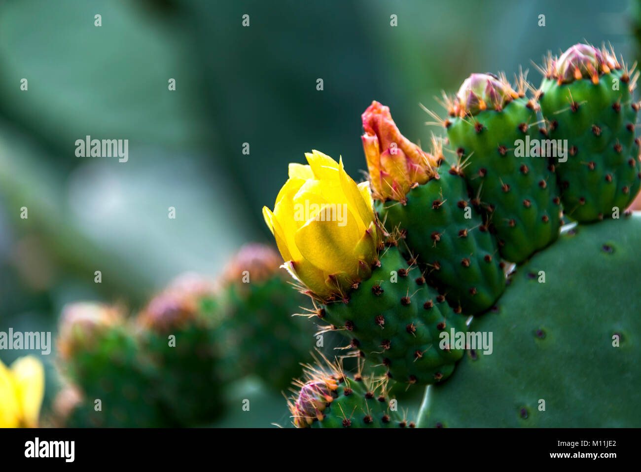 Chiudere l immagine del cactus siciliano di fiore in fiore, noto anche come Opuntia ficus-indica o ficodindia Foto Stock