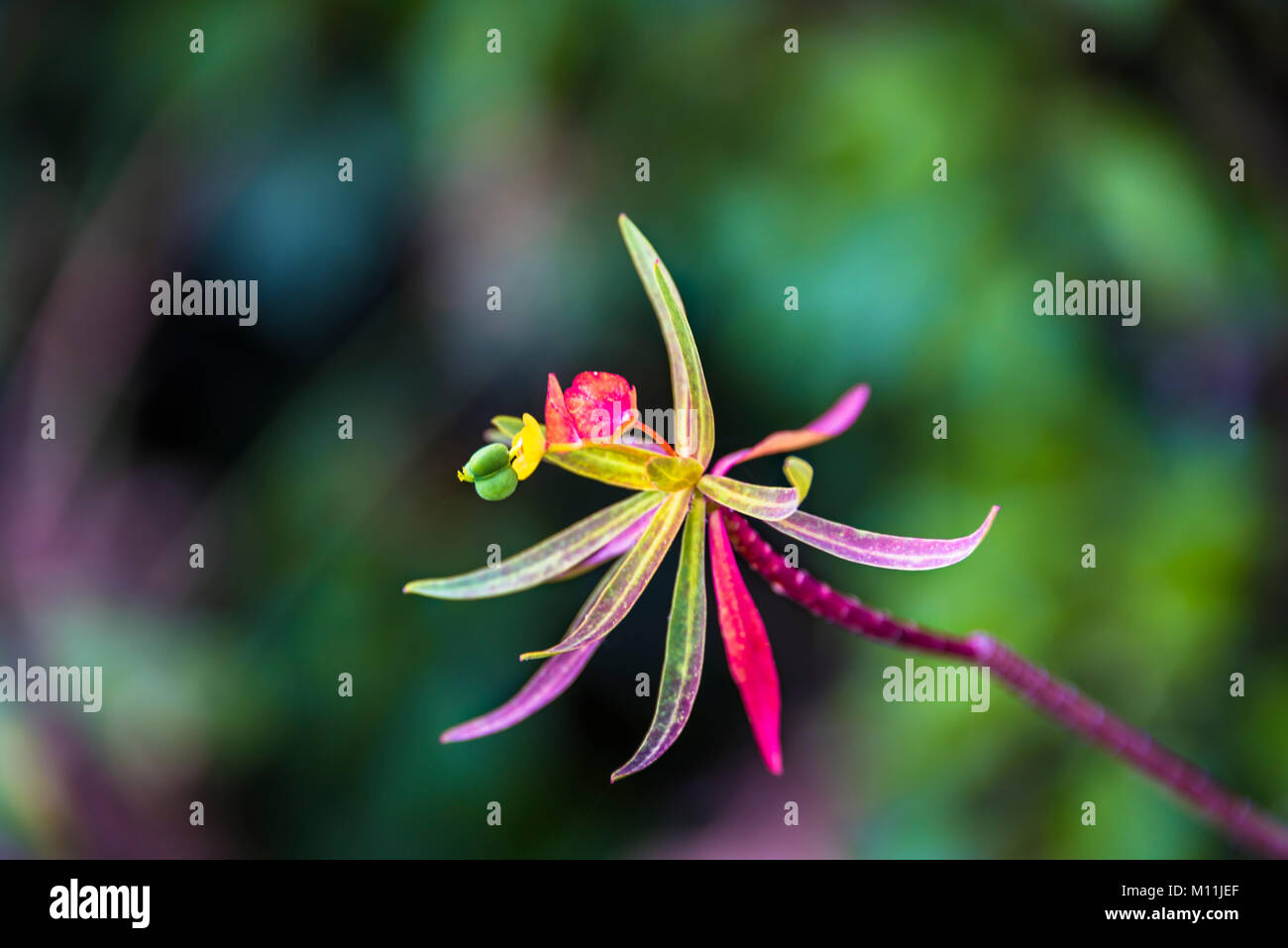 Millefiori colorati Foto Stock