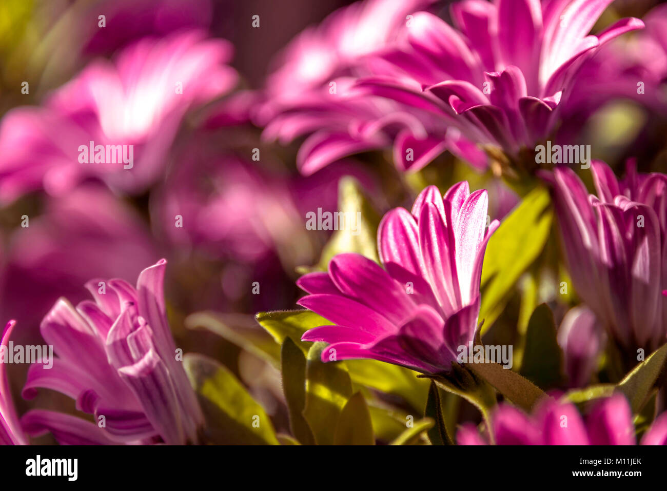Margherite viola Foto Stock