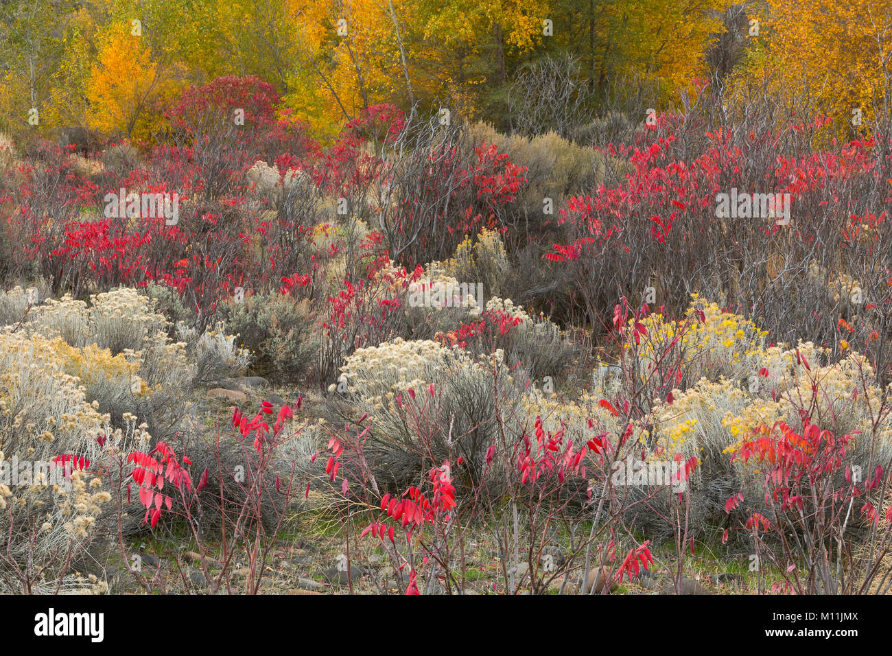 Un giardino selvaggio di piante lungo un streambed nel grande bacino deserto di Washington. Rabbitbrush, salvia, sumac e pioppi neri americani fanno per un colorato caduta. Foto Stock