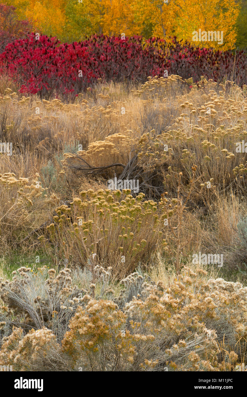 Un giardino selvaggio di piante lungo un streambed nel grande bacino deserto di Washington. Rabbitbrush, salvia, sumac e pioppi neri americani fanno per un colorato caduta. Foto Stock