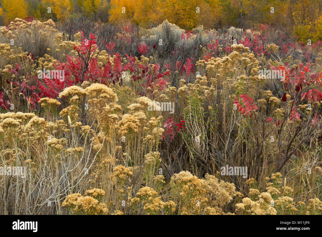 Un giardino selvaggio di piante lungo un streambed nel grande bacino deserto di Washington. Rabbitbrush, salvia, sumac e pioppi neri americani fanno per un colorato caduta. Foto Stock