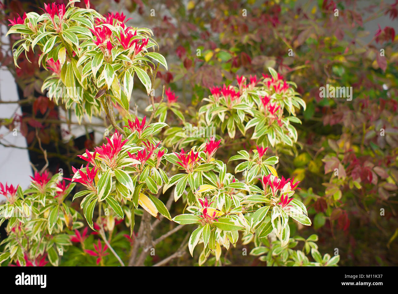 Colori brillanti su foglia di nuovo la crescita su un Sarcococca japonica Flaming Silver piccolo albero in un giardino inglese nel marzo Foto Stock