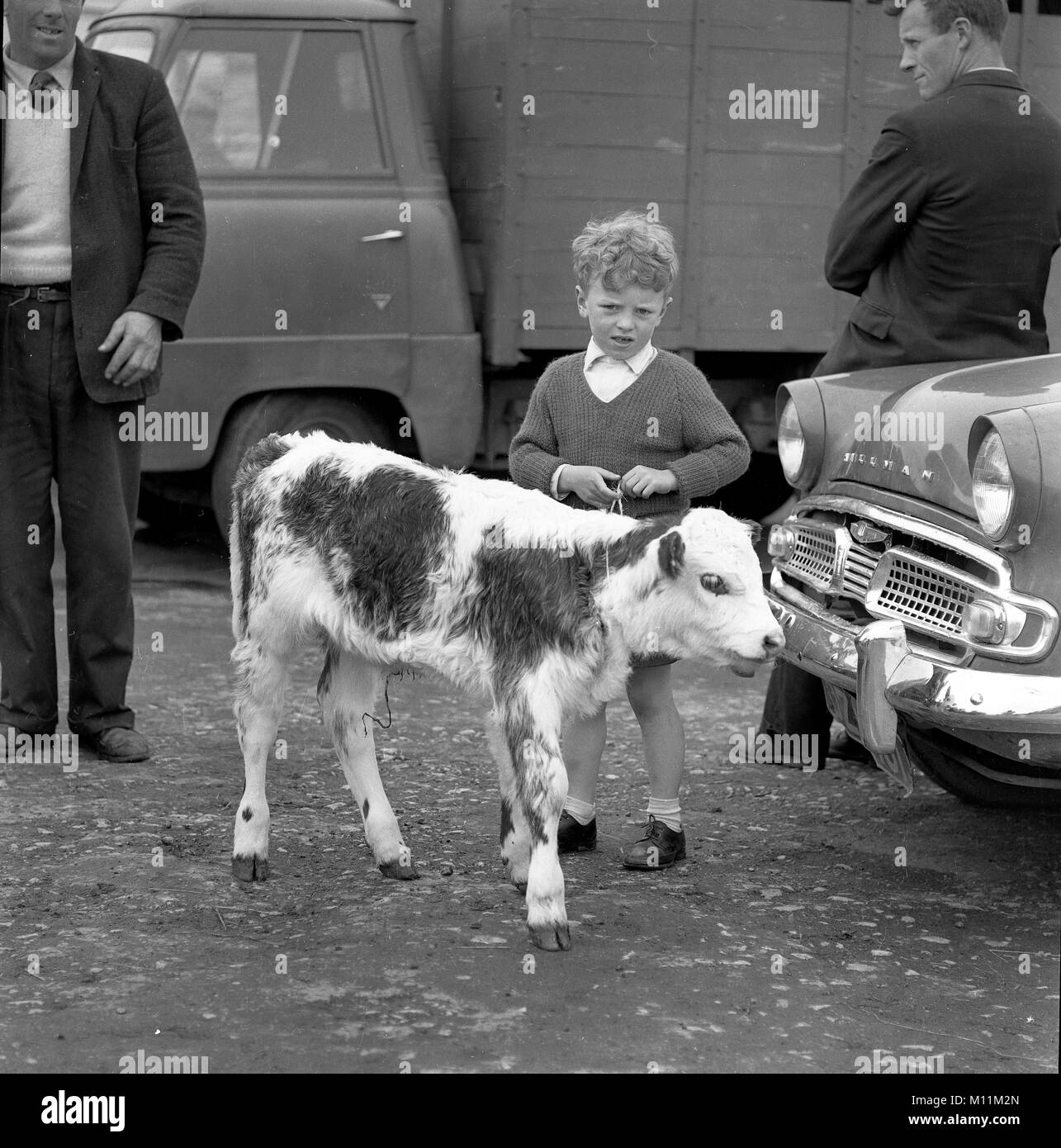 Ragazzo giovane bambino con un vitello al mercato di Galway in Irlanda 1960 Foto Stock