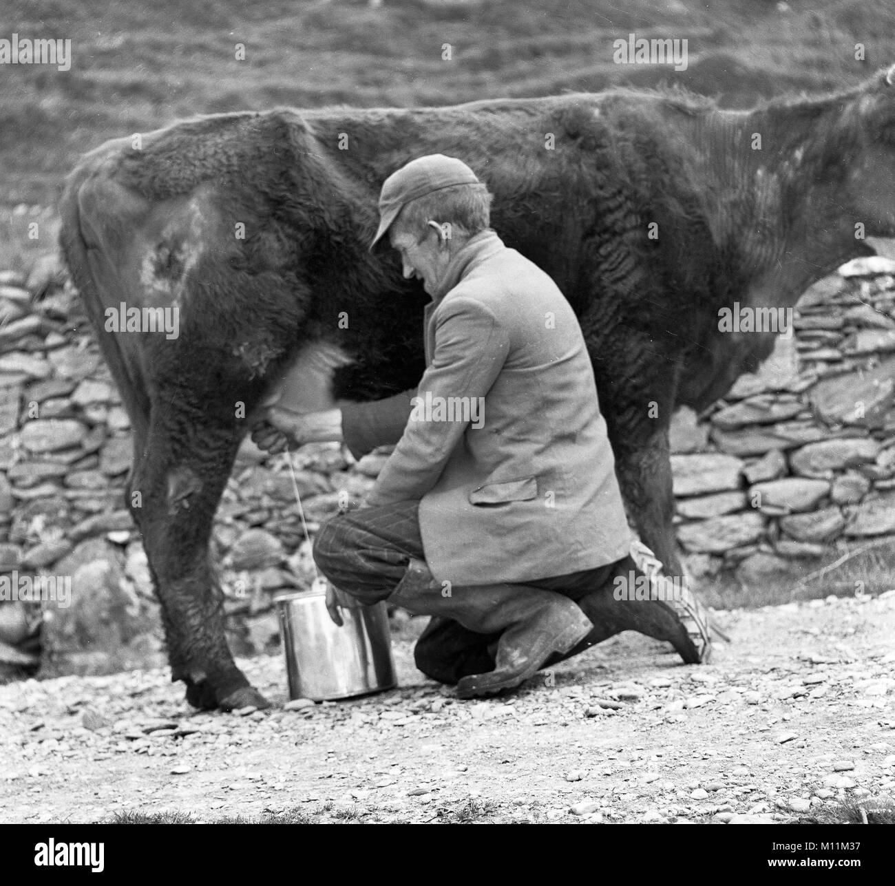 Man mungitura vacca a Galway in Irlanda 1960 Foto Stock