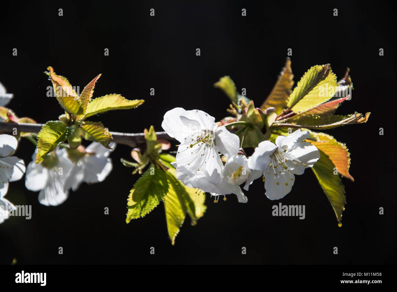 Apple fiorisce in aprile in Trentino, Italia. Foto Stock
