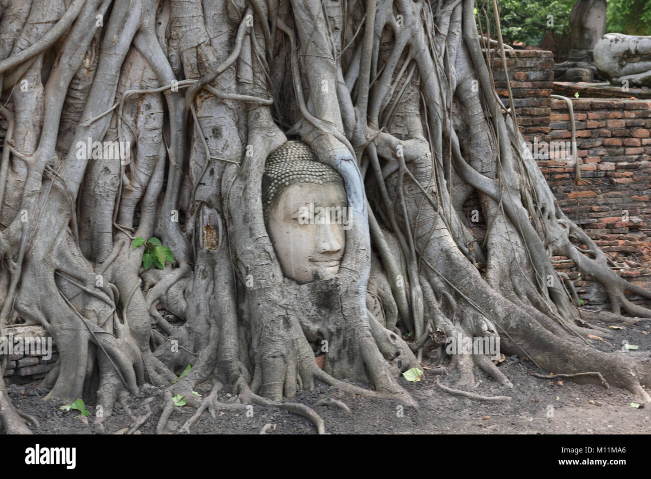 Testa intagliata del Buddha intrecciano nelle radici di un banyan tree nella motivazione di Wat Mahathat, Ayutthaya, Thailandia Foto Stock