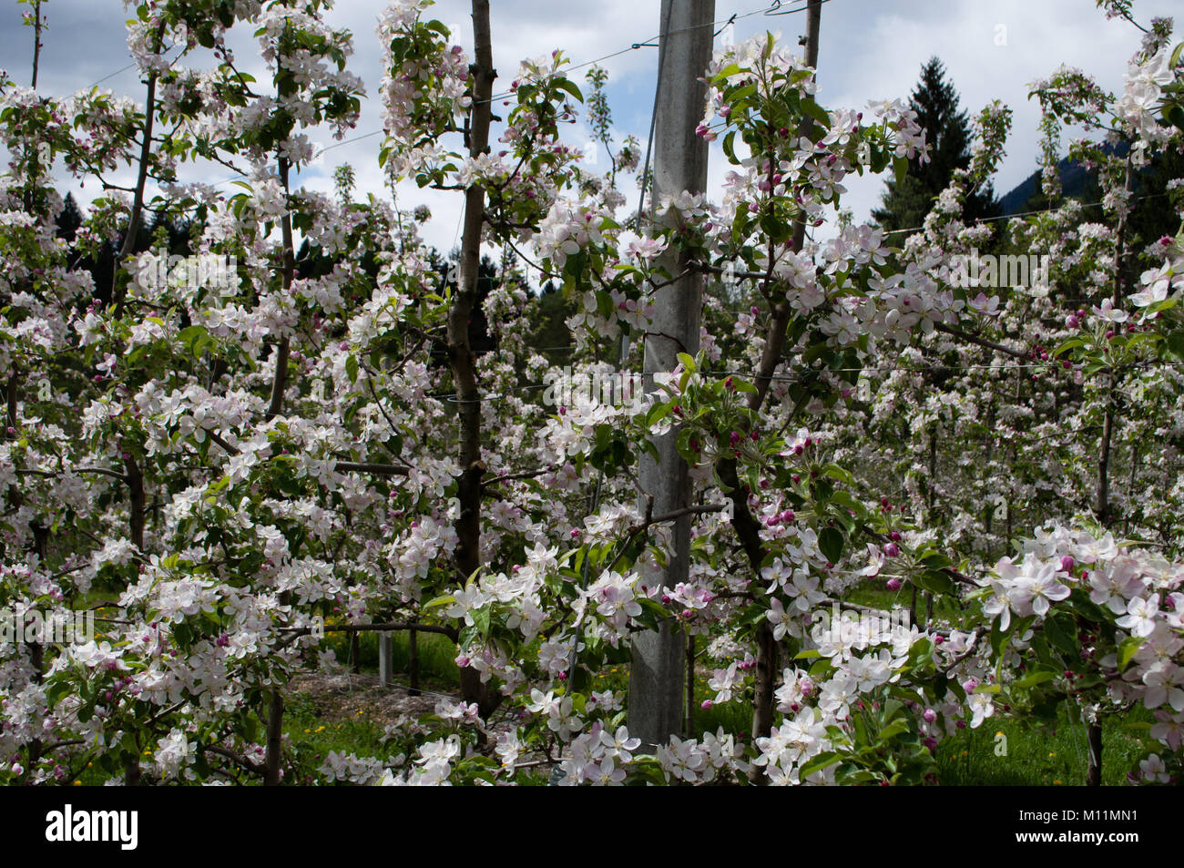 Apple fiorisce in aprile in Trentino, Italia. Foto Stock