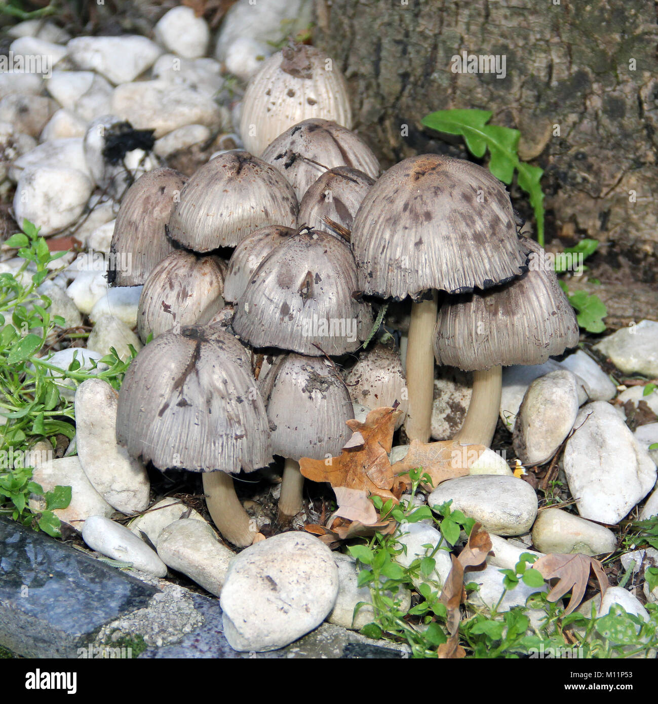 I funghi nel pavimento Foto Stock