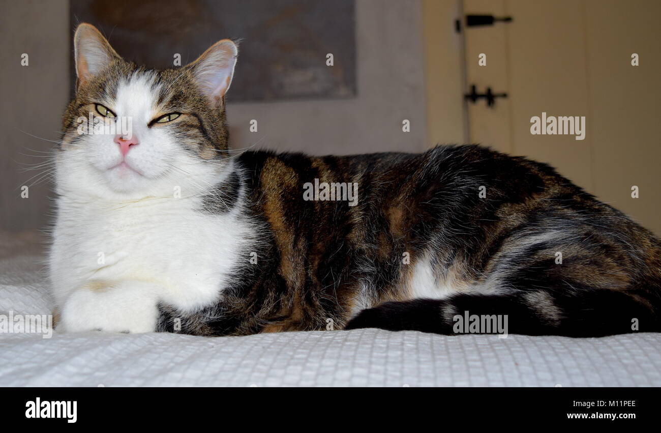 Tabby gatto con il viso carino e torace bianco Foto Stock