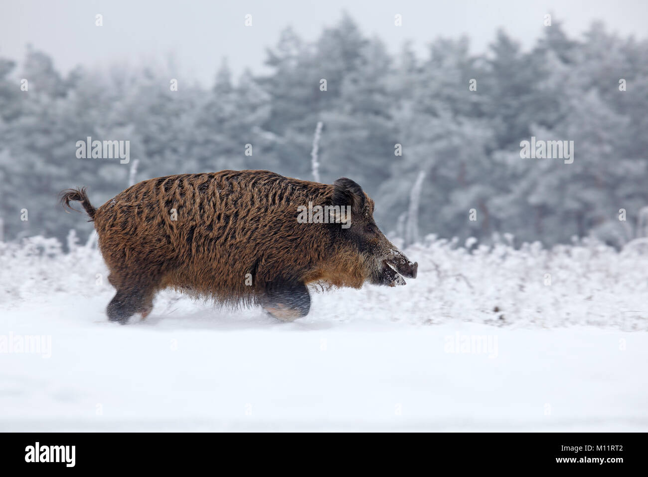Il cinghiale è in esecuzione nella neve Foto Stock