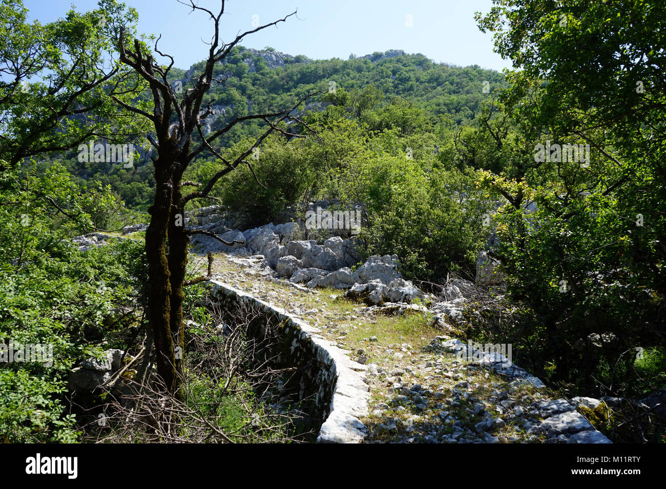 Vecchia strada di pietra nella foresta vicino alla Baia di Kotor in Montenegro Foto Stock