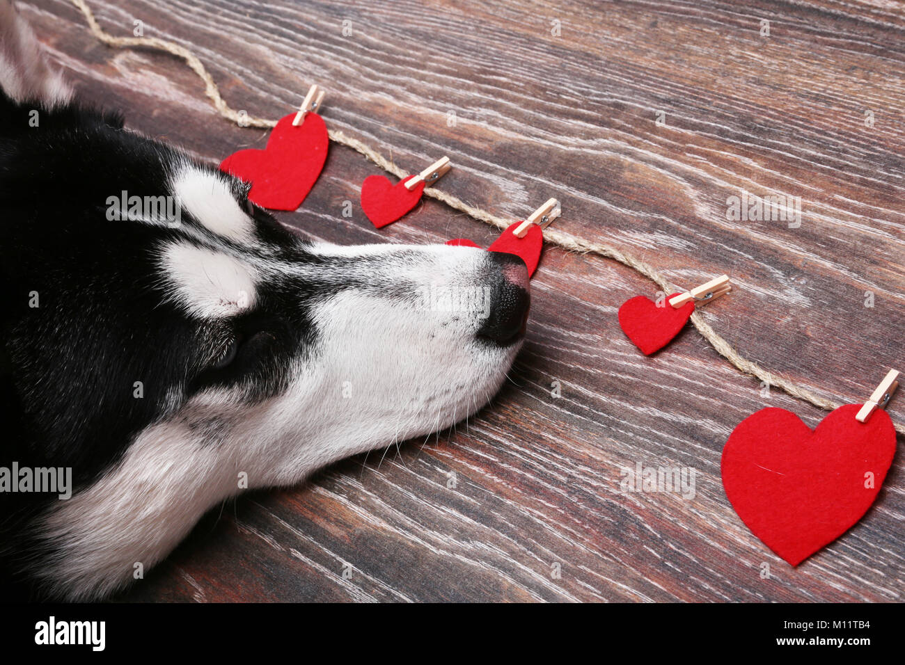 Siberian Husky cane vicino al cuore rosso. Decorazione per il giorno di San Valentino. Foto Stock