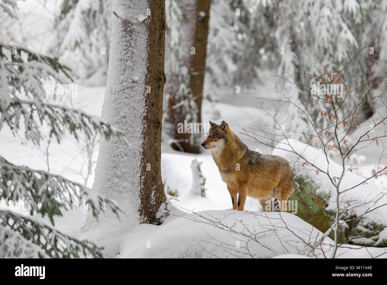 Lupo (Canis lupus) nella neve nel contenitore degli animali nel Parco Nazionale della Foresta Bavarese, Baviera, Germania. Foto Stock