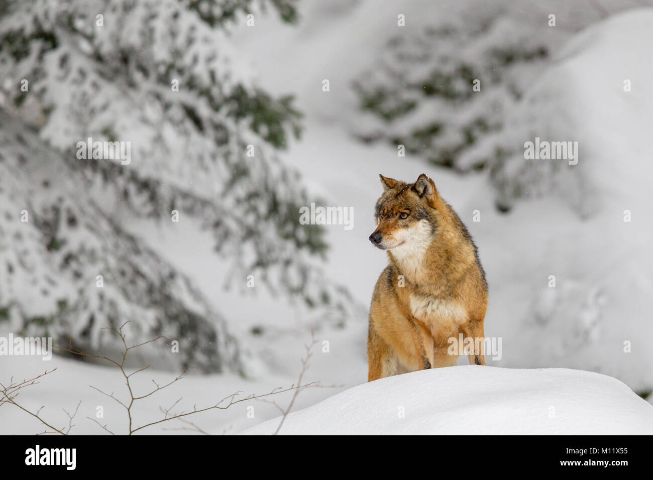 Lupo (Canis lupus) nella neve nel contenitore degli animali nel Parco Nazionale della Foresta Bavarese, Baviera, Germania. Foto Stock