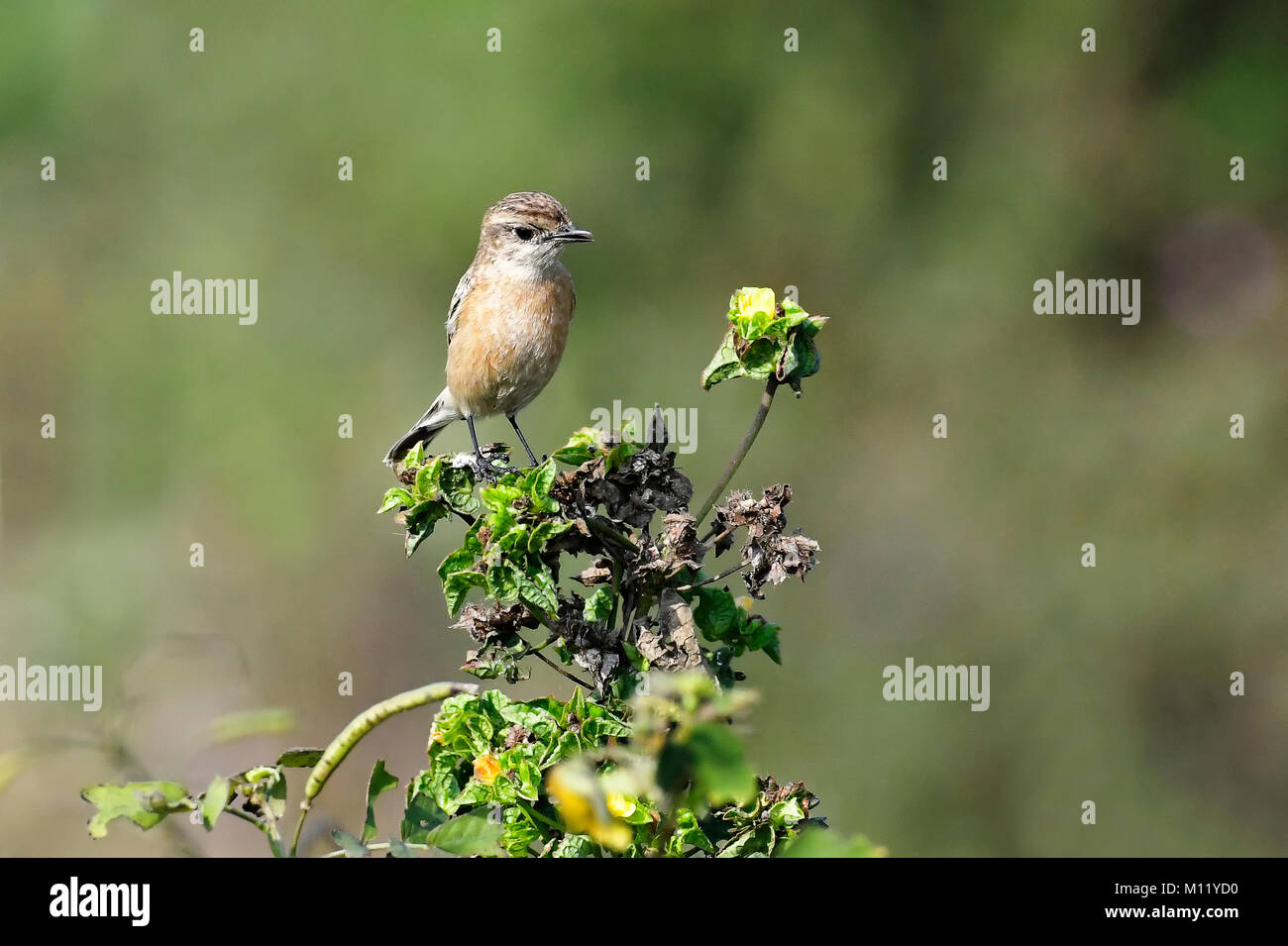 Ritratto di donna Stonechat appollaiate su un ramo Foto Stock