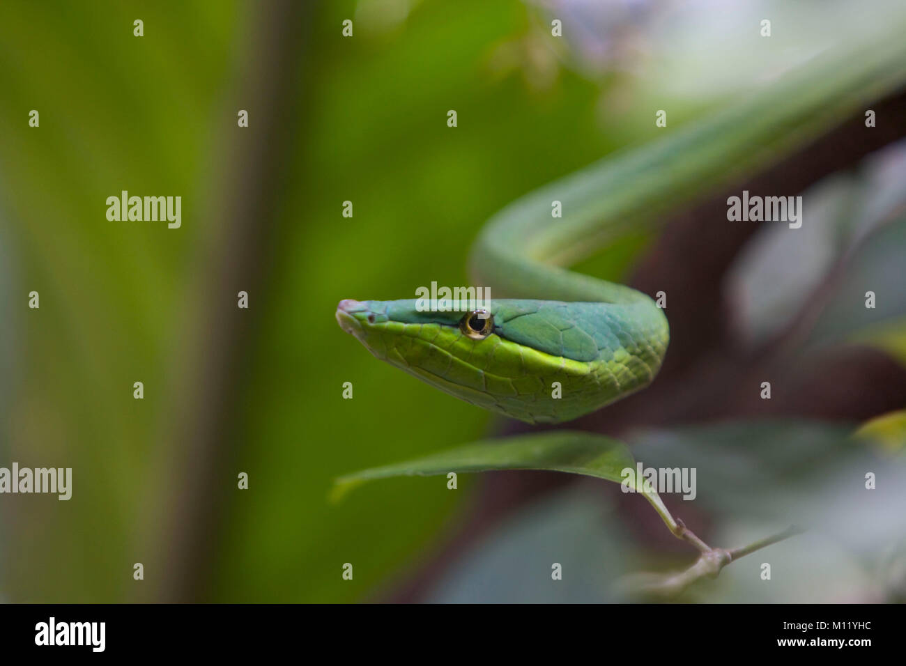 Messico. In Chiapas. Tuxtla Guterriez. Vite verde serpente (Oxybelis fulgidi). Foto Stock