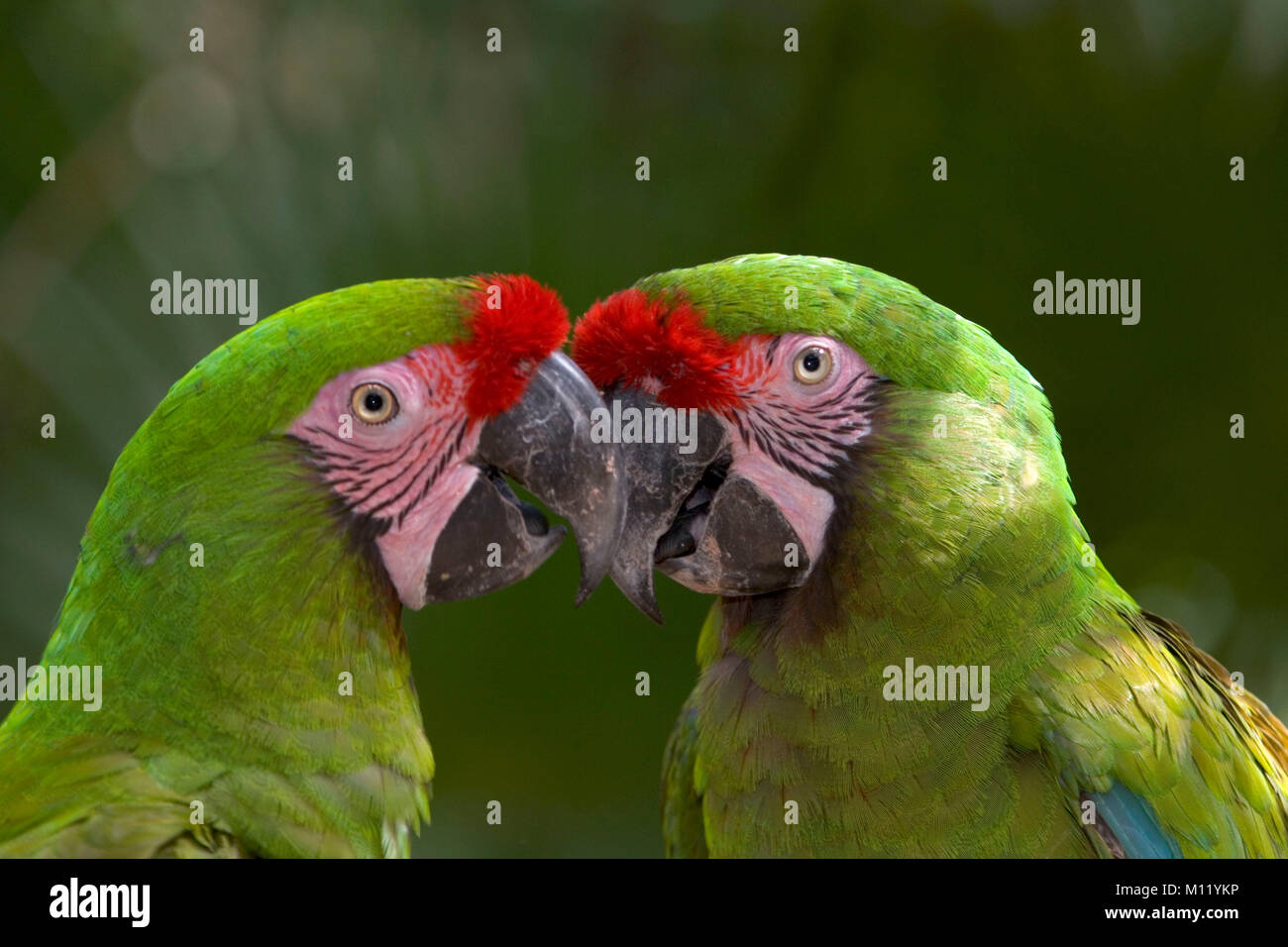 Messico. La penisola dello Yucatan. Paio di macaws militare (Ara militaris). Foto Stock