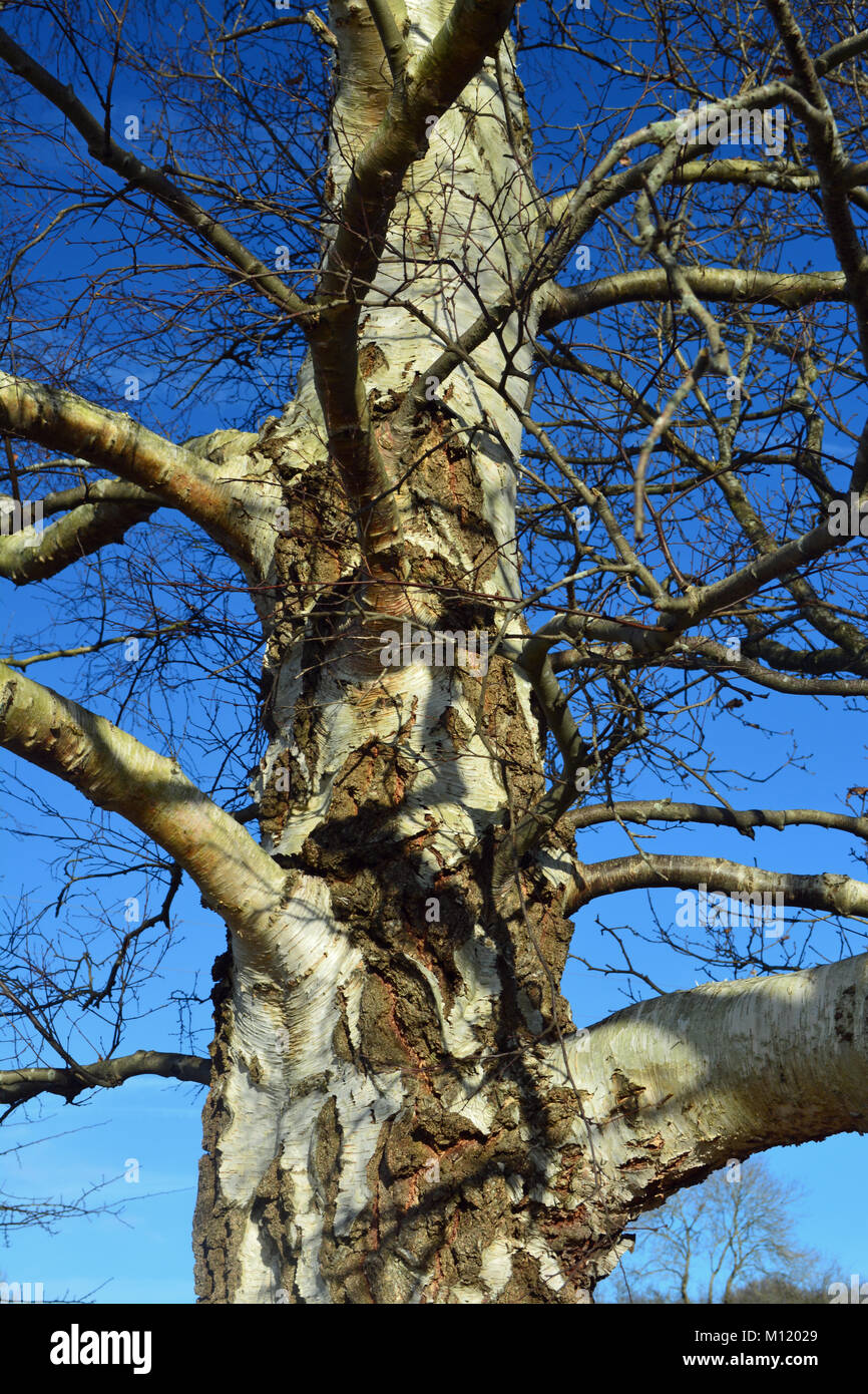 Argento betulla in inverno Foto Stock