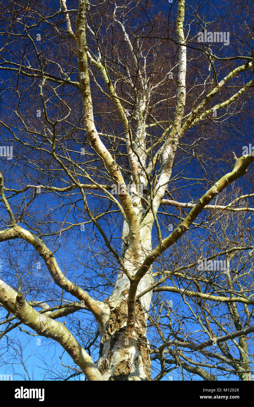 Argento betulla in inverno Foto Stock