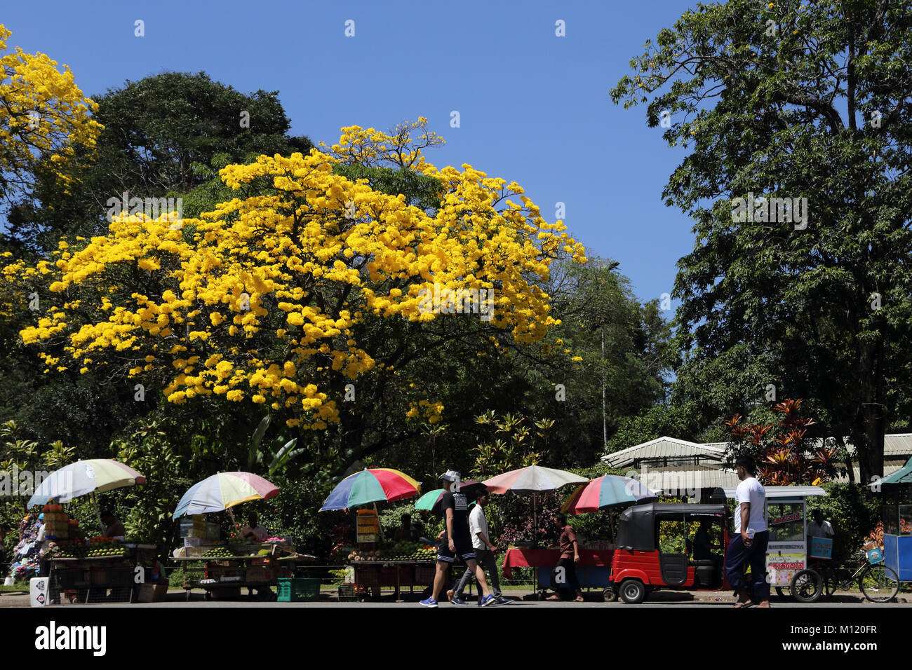 Peradeniya Kandy centrale Provincia dello Sri Lanka Peradeniya Royal Botanical Gardens Golden tromba alberi e fornitori di frutta Foto Stock