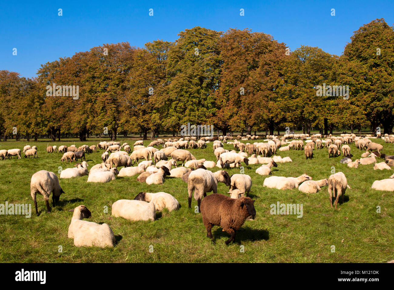 Germania, Colonia, pecore nella foresta della città. Deutschland, Koeln, Schafe Im Stadtwald. Foto Stock