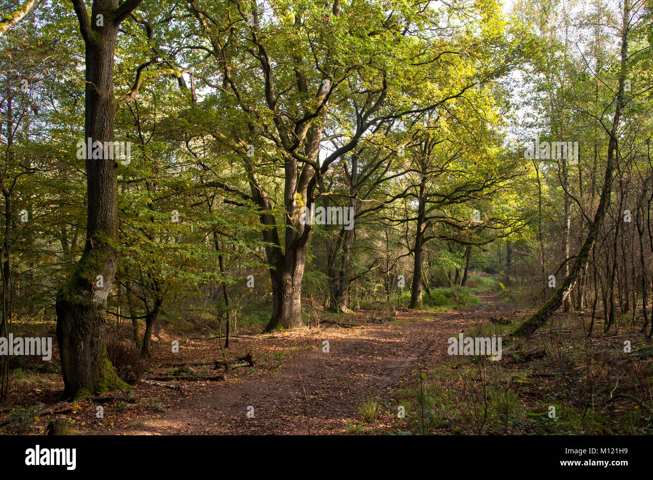Germania, Colonia, legno di Wahner Heath. Deutschland, Koeln, Wald in der Wahner Heide. Foto Stock