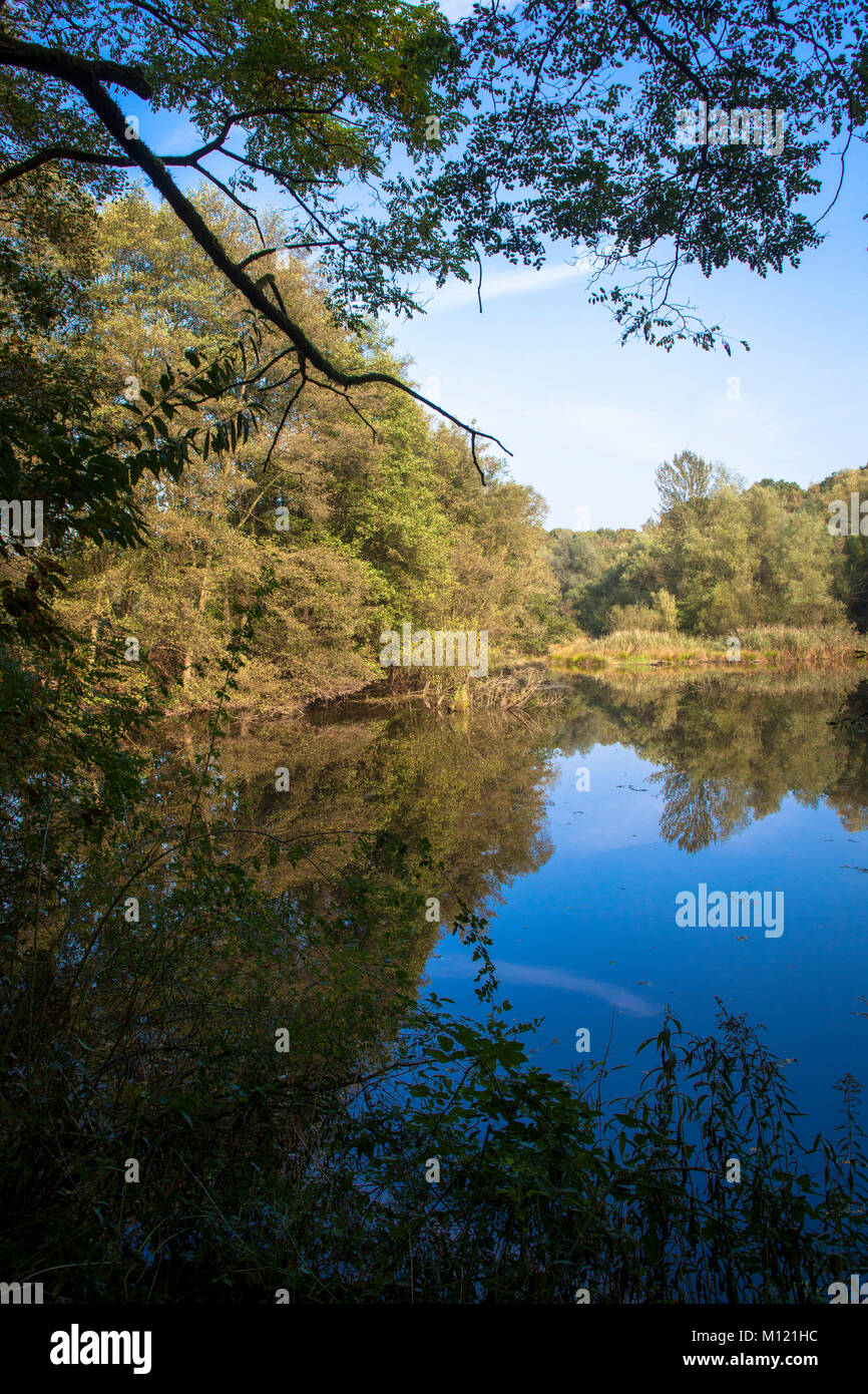 Germania, Colonia, moor pond in legno della Wahner Heath. Deutschland, Koeln, Moorgewaesser im Wald in der Wahner Heide. Foto Stock