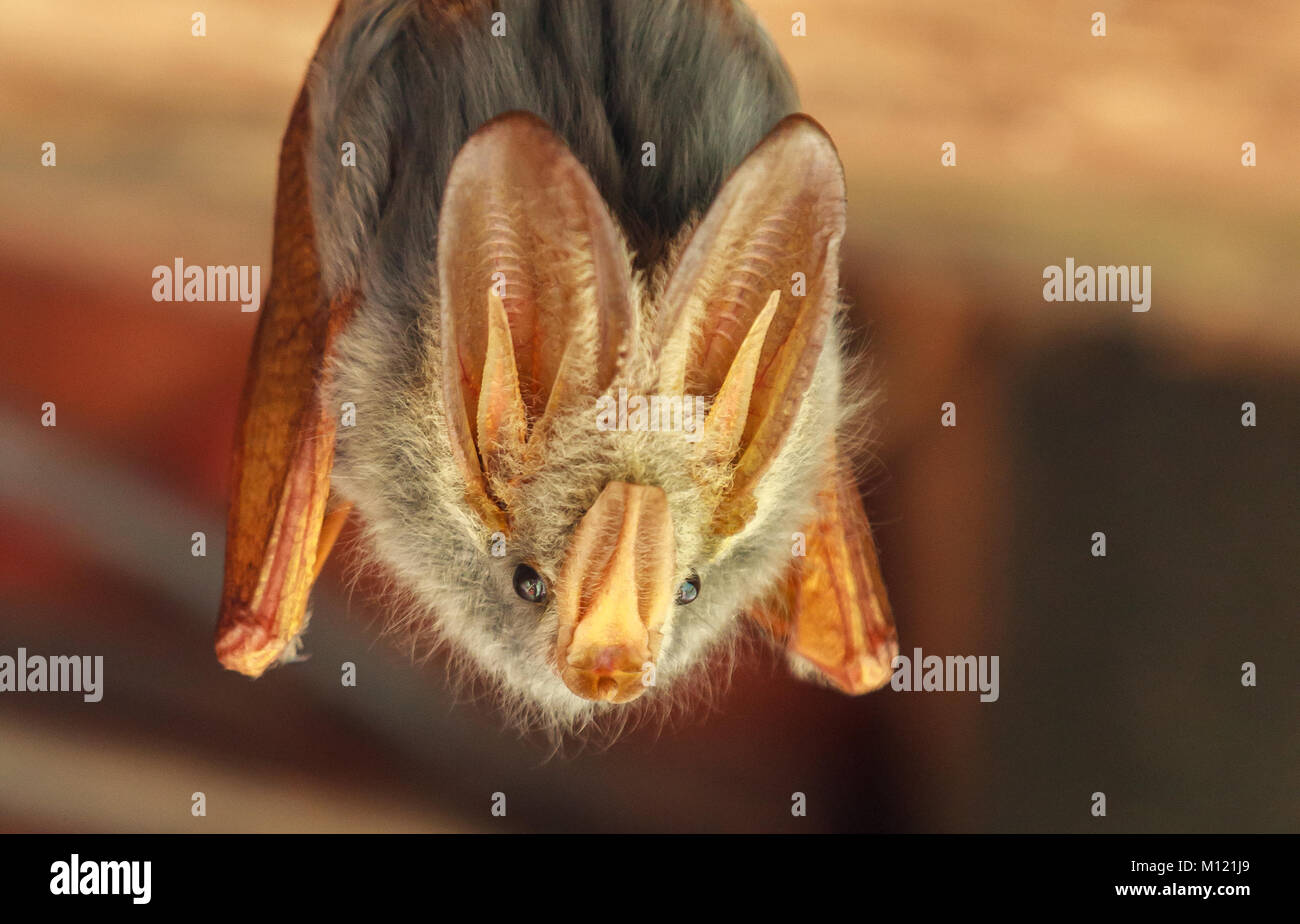 Il Giallo-winged bat è una delle cinque specie di false vampire bat dall'Africa. Foto Stock