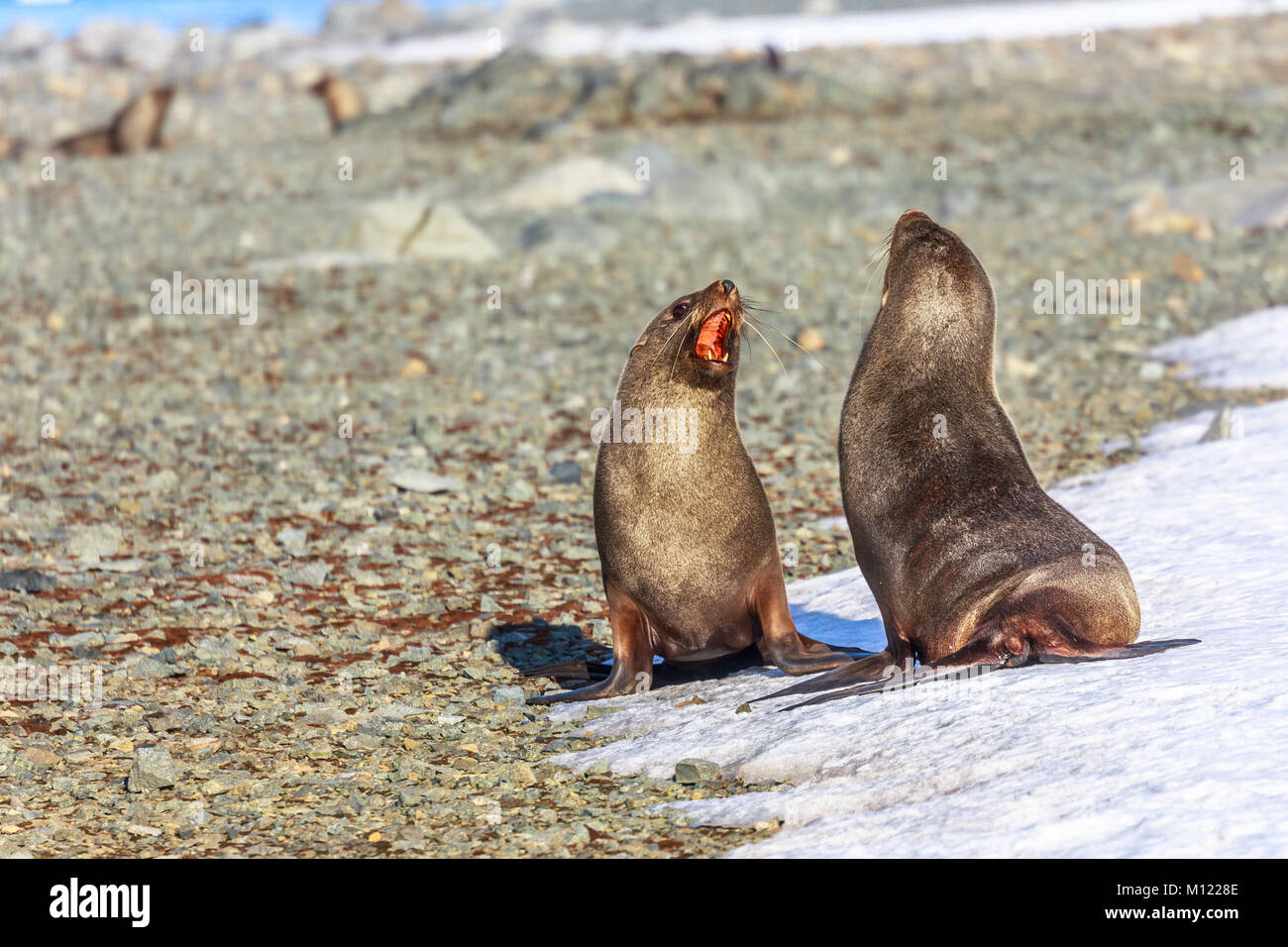 Paio di antartico le foche giocando e abbaiando a ogni altro ad Half Moon Island, penisola Antartica Foto Stock