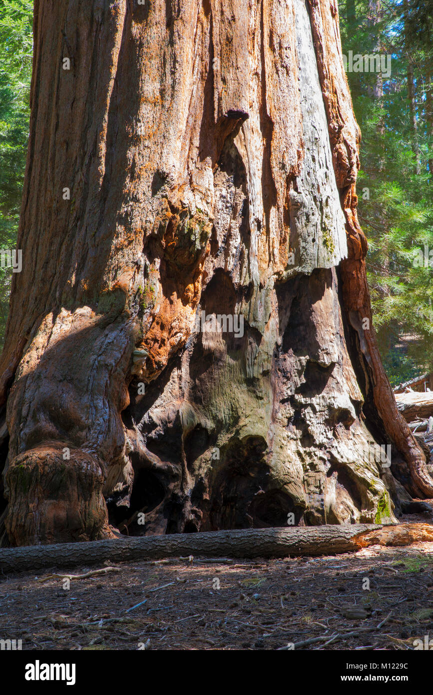 Vista del Parco Nazionale di Sequoia, General Sherman Grove, Tulare County, California, Stati Uniti d'America. Foto Stock