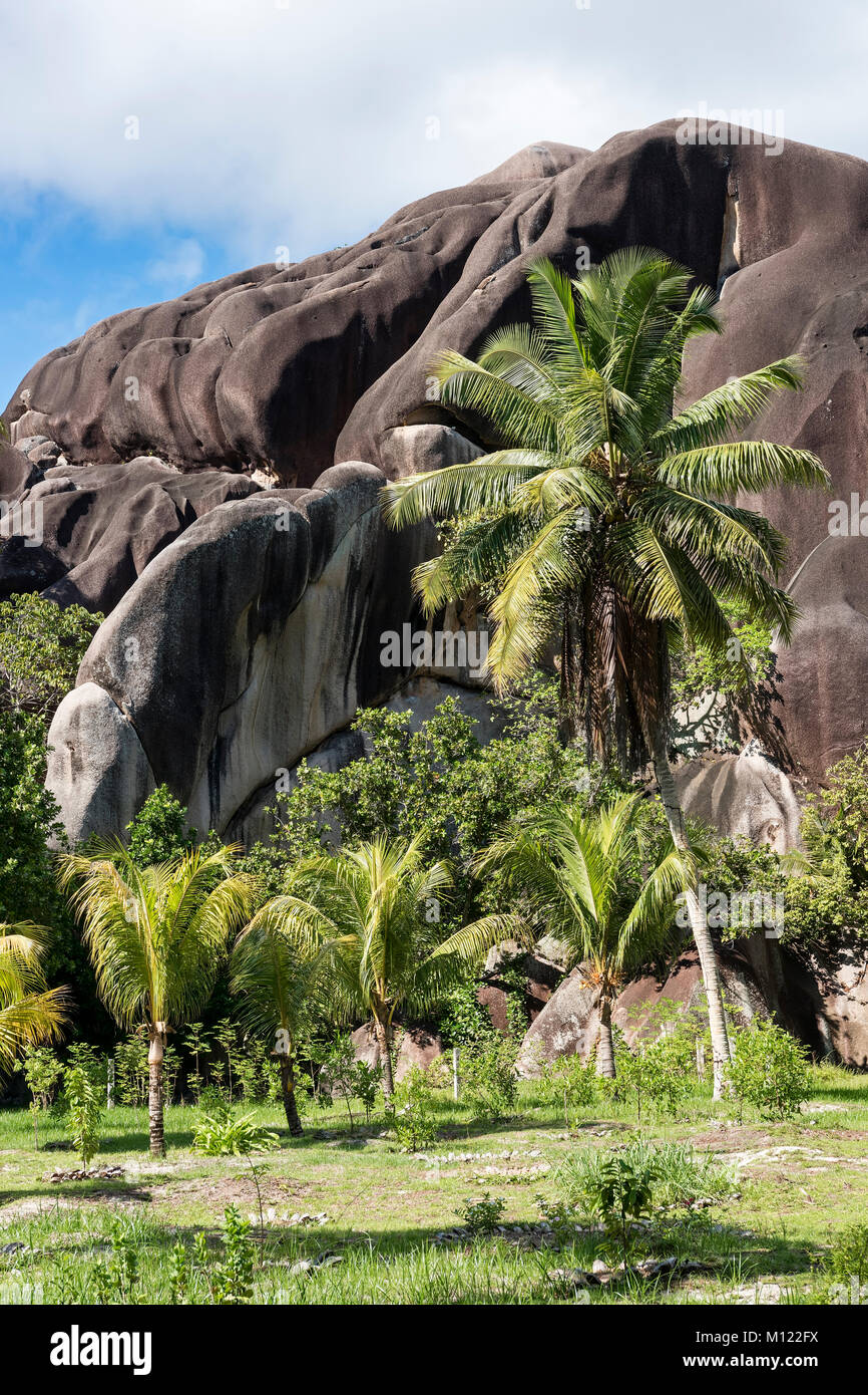 Il Palm Grove davanti nere rocce di granito,La Digue,Seychelles Foto Stock