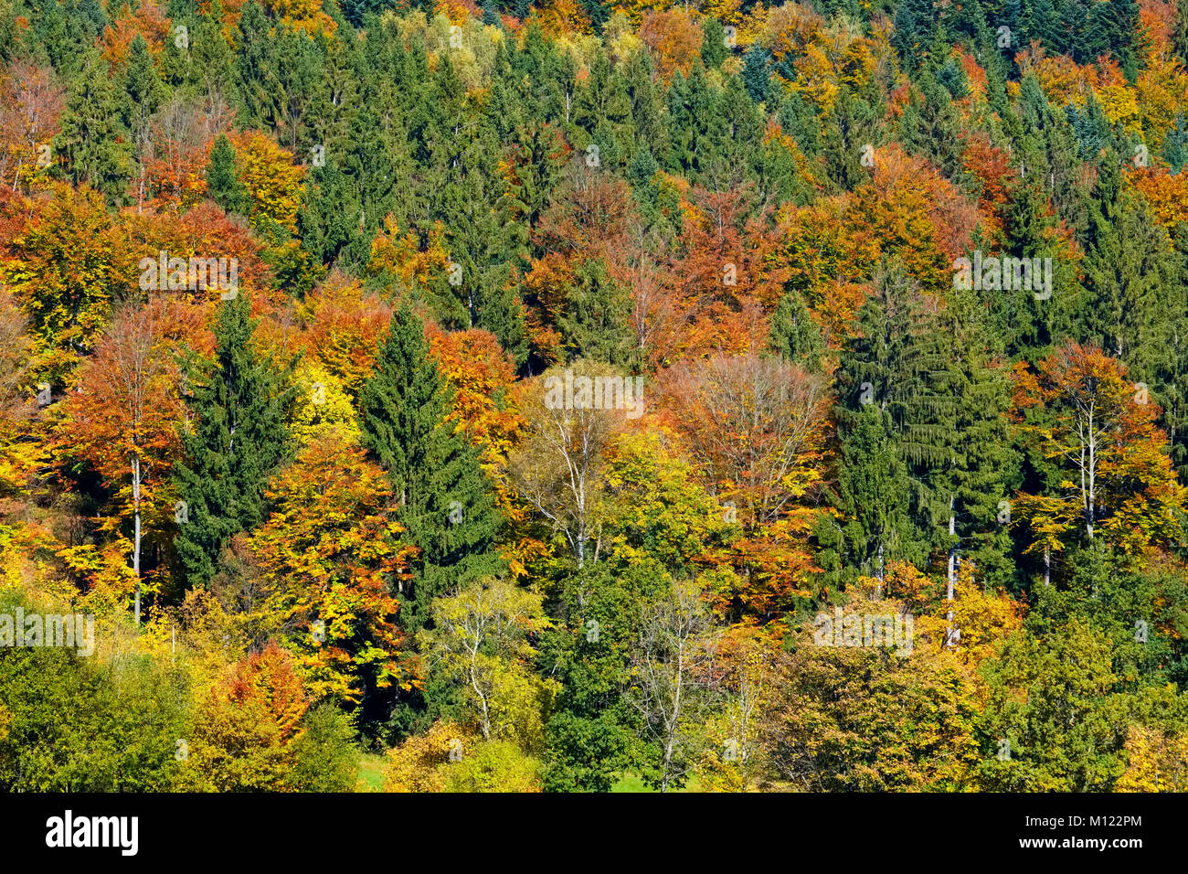 Autunnale di bosco misto a Brotjacklriegel,Foresta Bavarese,Bassa Baviera, Baviera, Germania Foto Stock