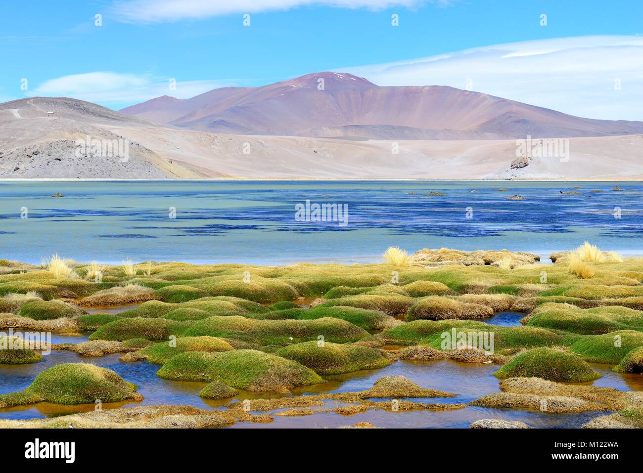 Vegetazione a la laguna di Santa Rosa,Parco Nazionale Nevado Tres Cruces,Región de Atacama, Cile Foto Stock