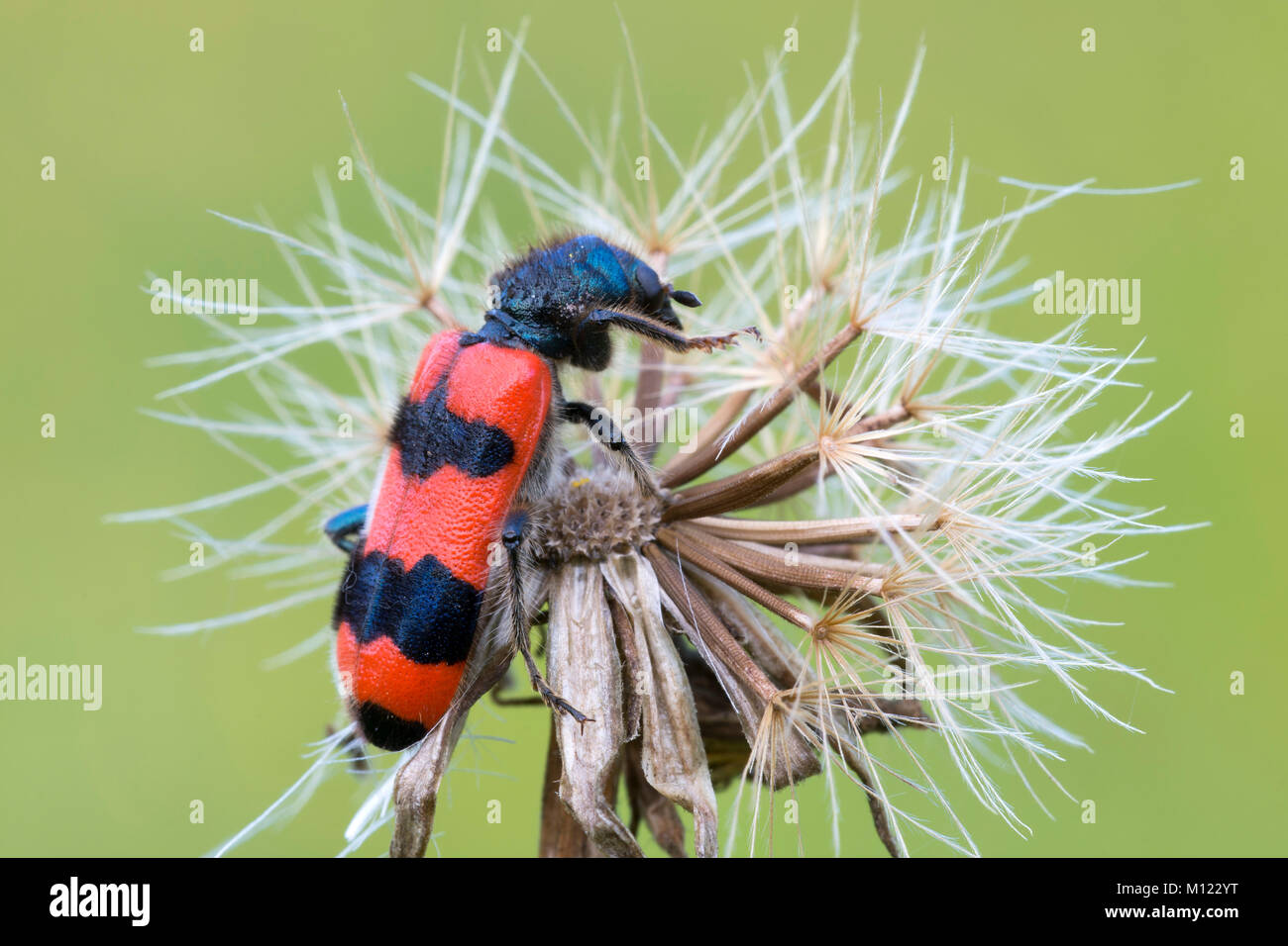 Bee beetle (Trichodes apiarius),Burgenland, Austria Foto Stock