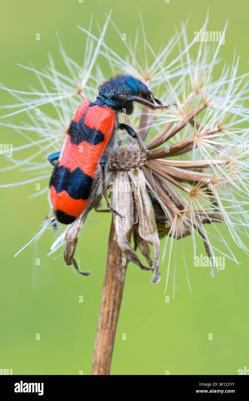 Bee beetle (Trichodes apiarius),Burgenland, Austria Foto Stock