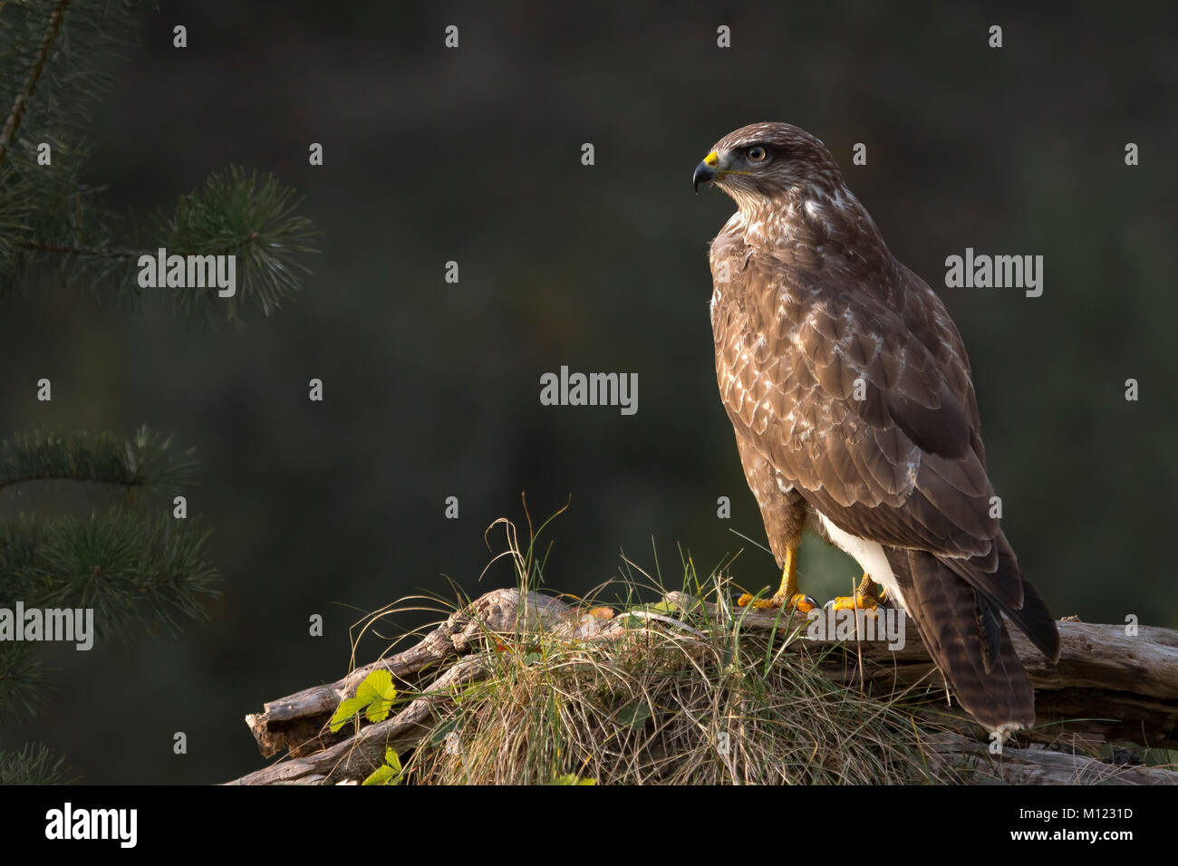 Steppa poiana (Buteo buteo) è di vedetta,Alto Adige,Austria Foto Stock