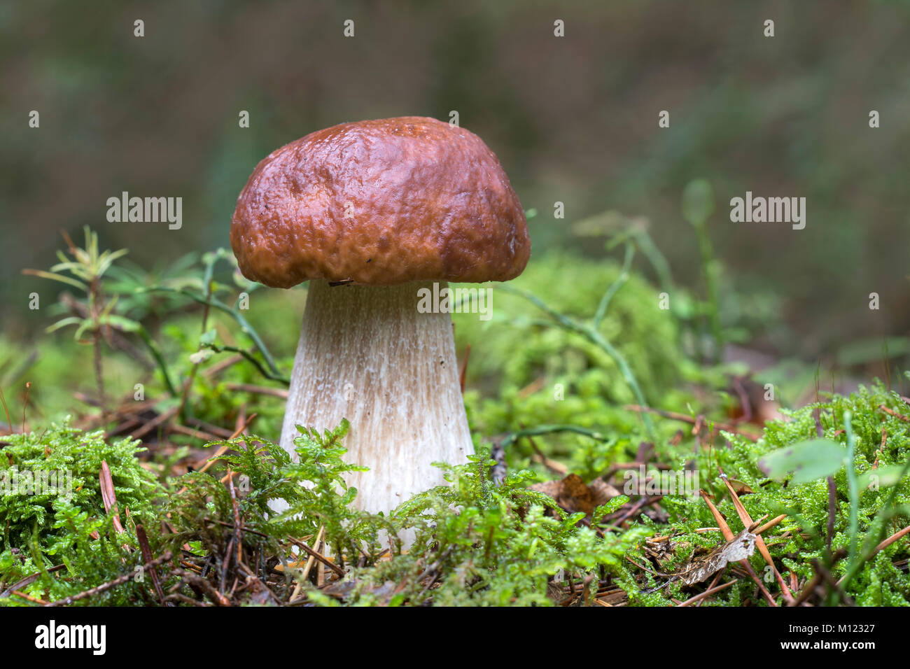 Funghi porcini (Boletus edulis) su moss,Burgenland, Austria Foto Stock