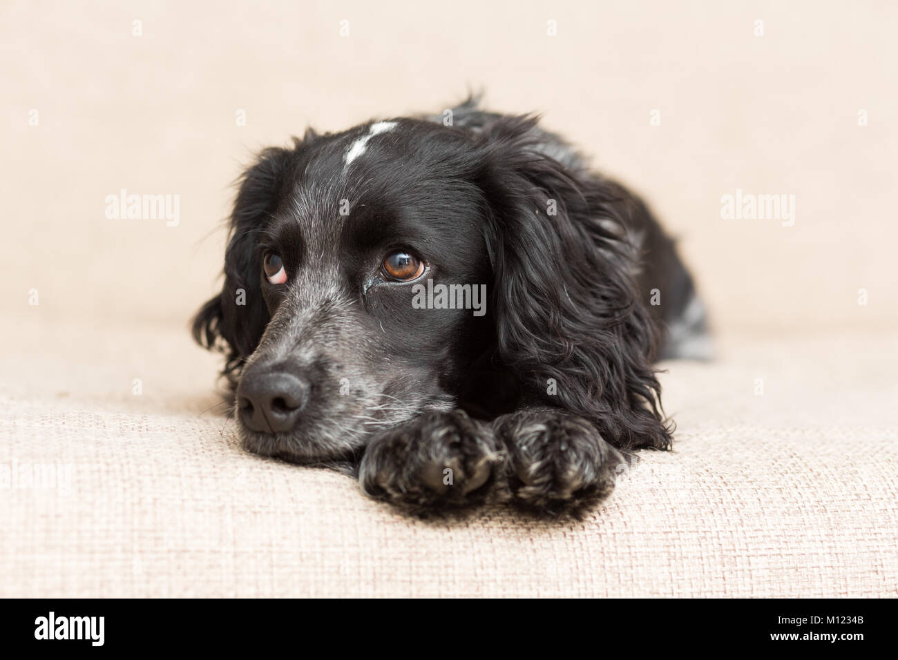 Cane di razza Spaniel di nero è triste sdraiato sul lettino Foto Stock