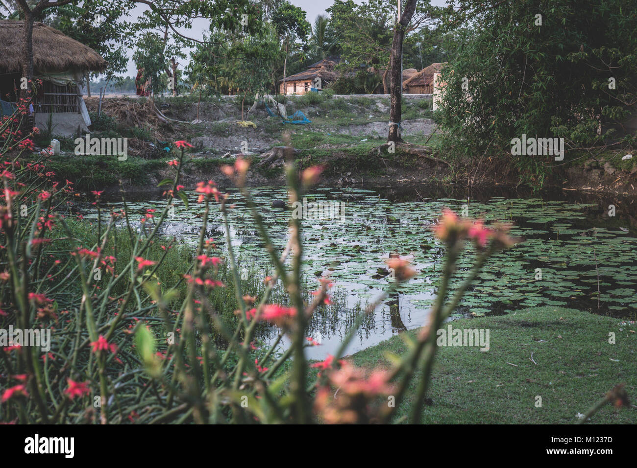 Giardini sul tour Sunderban, Calcutta, India Foto Stock