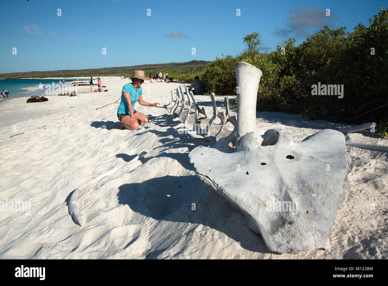 Bellissima spiaggia di san cristobal nelle Galapagos con ossa di balena in primo piano e una donna inginocchiati a guardarli. Foto Stock