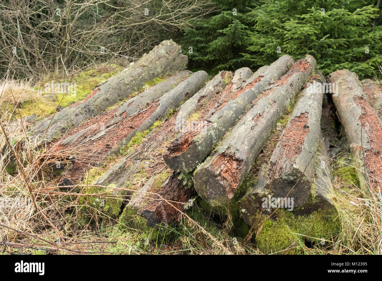 Pila di tronchi nella foresta a sinistra come deadwood realizzato da abbattuti gli alberi di pino per fornire habitat per la fauna selvatica Foto Stock