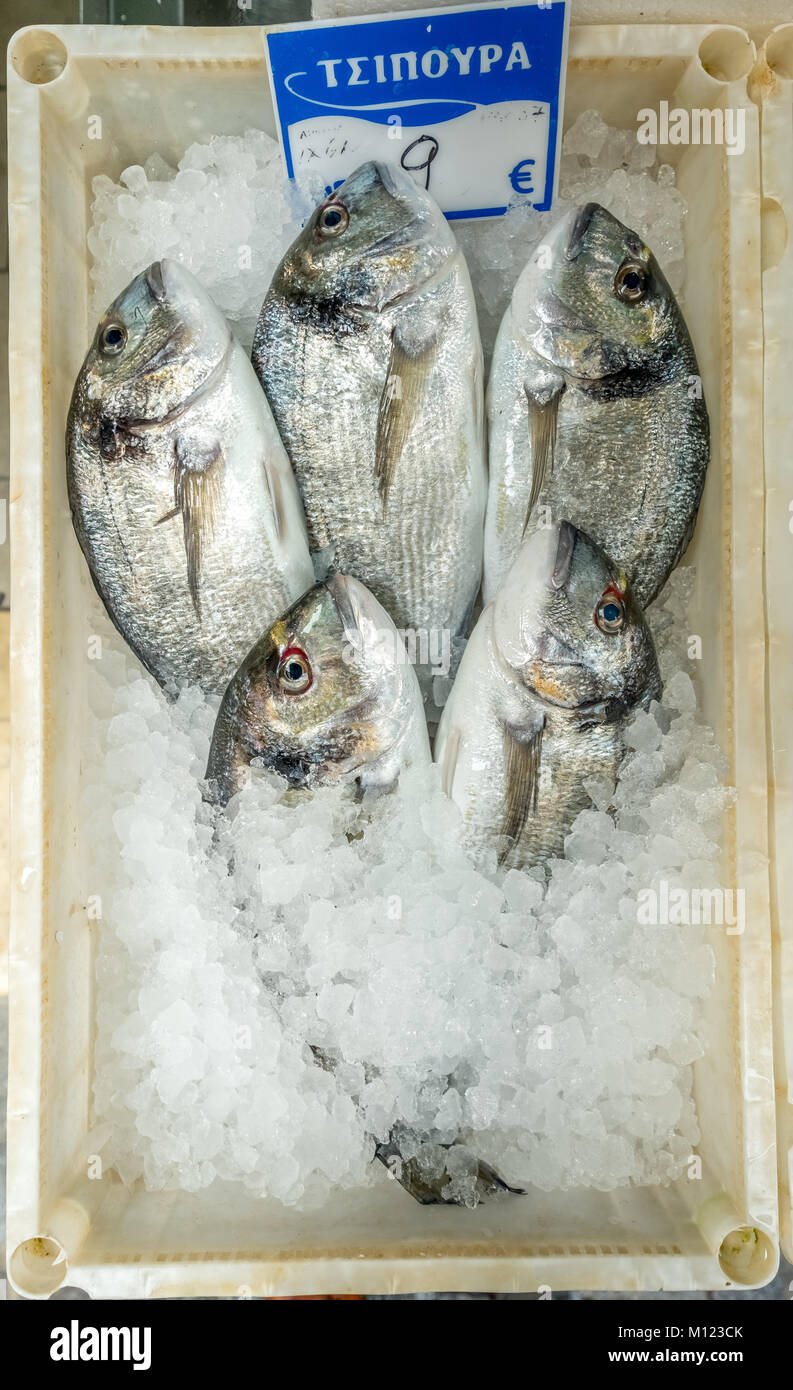 Pesce commestibile per la vendita,orate saraghi, pesce su ghiaccio,Rethimno, Creta, Grecia Foto Stock