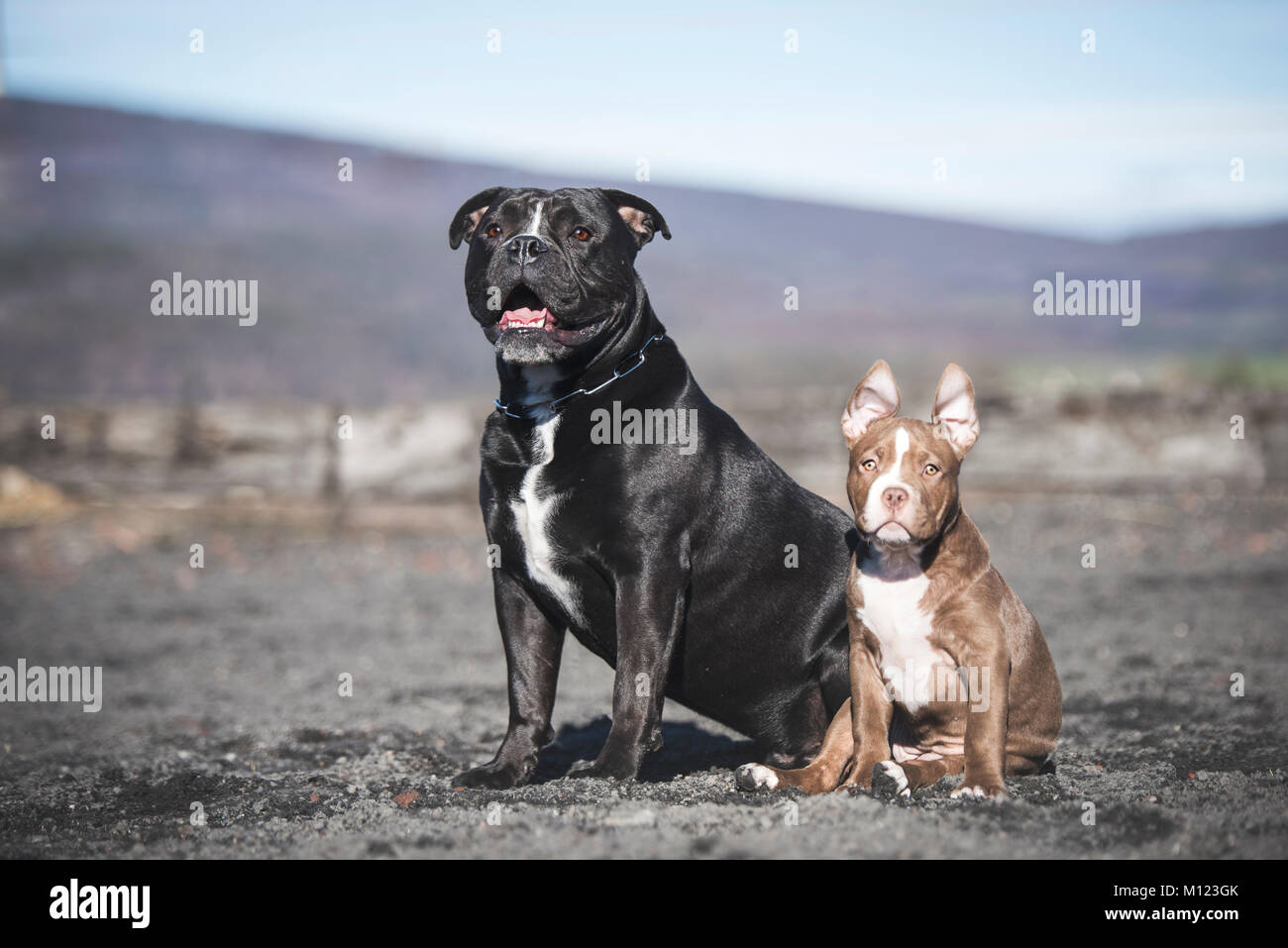 Due Bulldogs (Canis lupus familiaris) seduto accanto a ciascun altro su Sandplatz,Svizzera Foto Stock